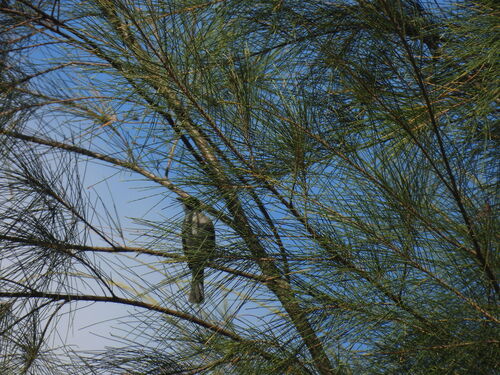 Pycnonotus taivanus observed 2026-10-19