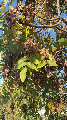 tree-of-heaven