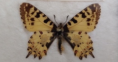 Zerynthia deyrollei