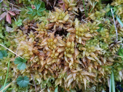 Sphagnum papillosum observed 2026-10-15