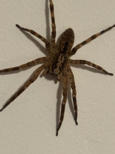 Mediterranean Spiny False Wolf Spider