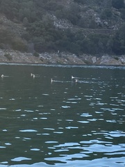 Aechmophorus occidentalis