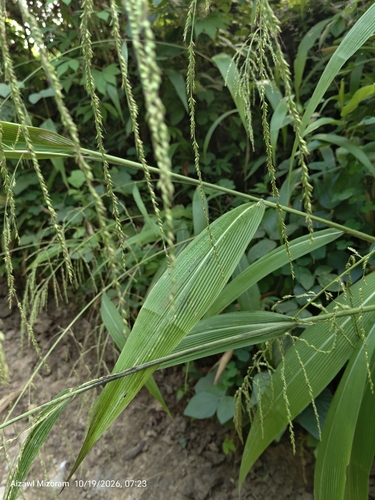 Setaria palmifolia observed 2026-10-19