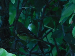 Vireo griseus