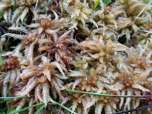 Sphagnum palustre observed 2026-10-15