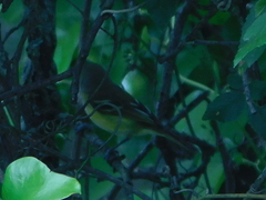 Vireo griseus