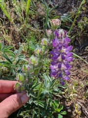 Lupinus microcarpus