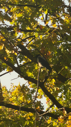 Hooded Crow