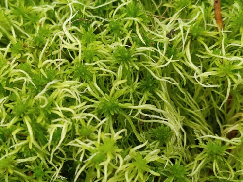 Sphagnum fimbriatum observed 2026-10-15