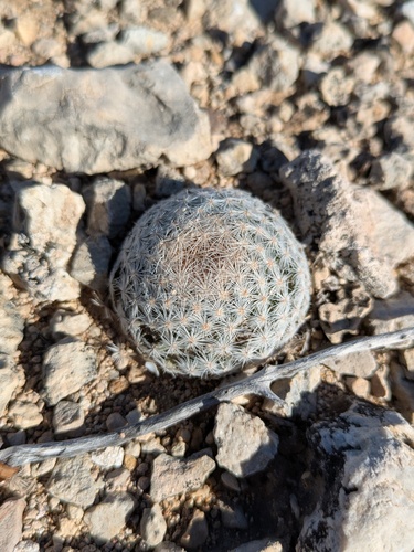 Mammillaria lasiacantha lasiacantha