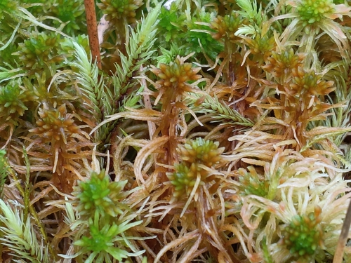 Sphagnum teres observed 2026-10-15
