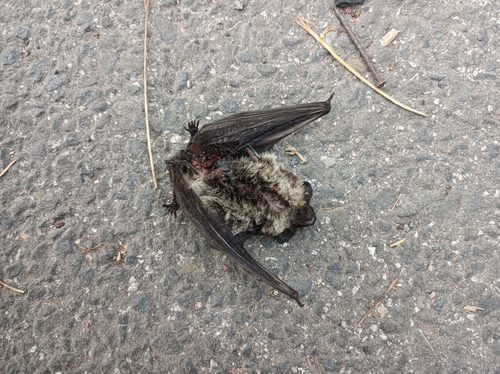 Particoloured Bat
