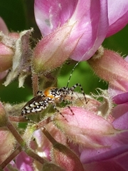 Pselliopus zebra