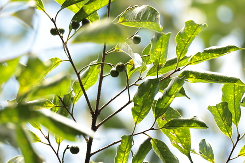 Prunus phaeosticta observed 2026-10-19