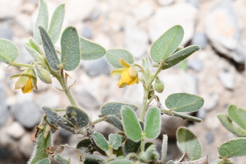 Senna bauhinioides, 2026-10-09