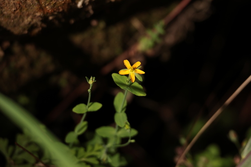 Hypericum japonicum observed 2026-10-19