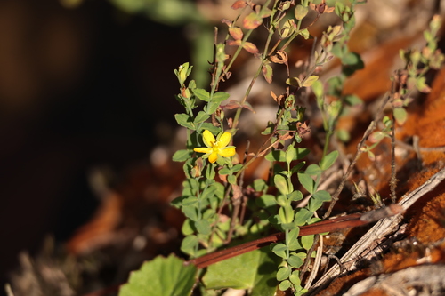 Hypericum japonicum observed 2026-10-19
