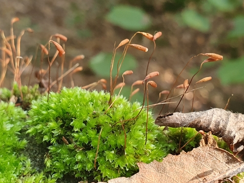Rosulabryum capillare observed 2026-10-19