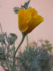 Eschscholzia californica