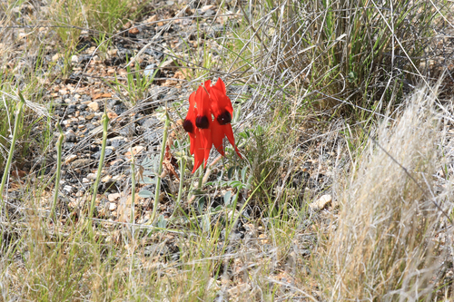 Swainsona formosa, 2026-10-15