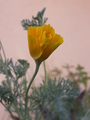 Eschscholzia californica