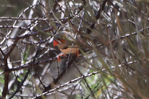 iNaturalist image