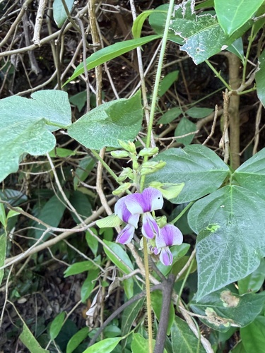 Neustanthus phaseoloides observed 2026-10-19