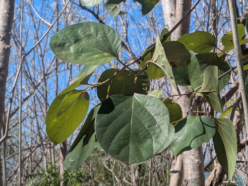 Cordia myxa observed 2026-08-15