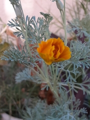 Eschscholzia californica