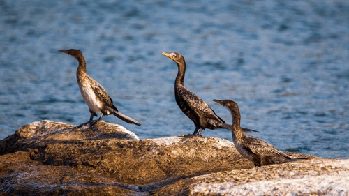 iNaturalist image