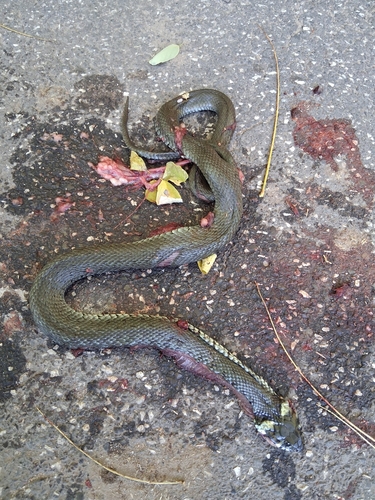 grass snake