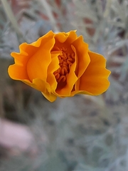 Eschscholzia californica