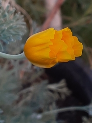 Eschscholzia californica
