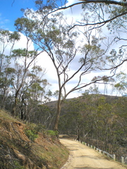 Eucalyptus albens