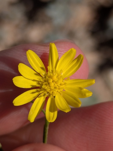 Roundleaf Snakeweed