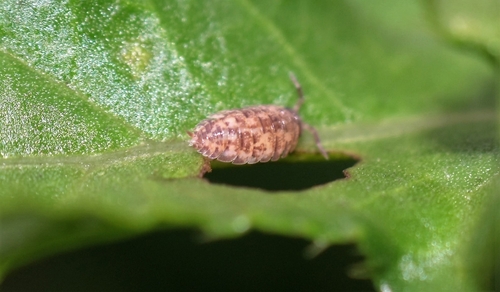 Common Rough Woodlouse
