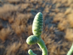Tecticornia australasica