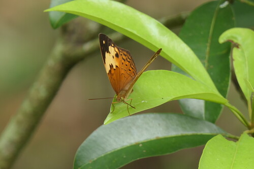 Cupha erymanthis lotis