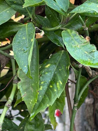 Aucuba japonica observed 2026-10-19