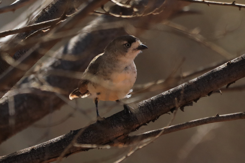 Aphelocephala leucopsis, 2026-10-16
