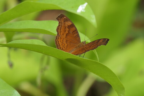 Junonia hedonia ida