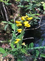 Sophora fraseri