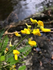 Sophora fraseri