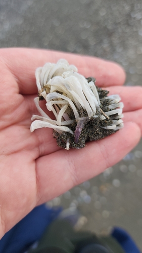 Rapana venosa observed 2026-10-18