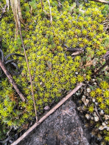 Bearded Screwmoss