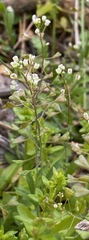 Capsella bursa-pastoris