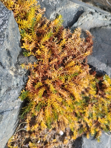 Lysimachia maritima, 2026-10-19