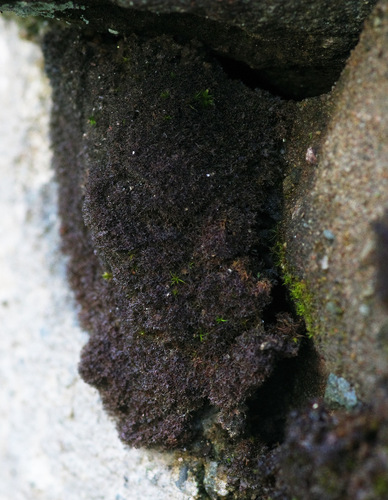 Scytinium pulvinatum observed 2026-10-17