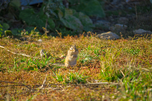 Tamias sibiricus observed 2026-10-11