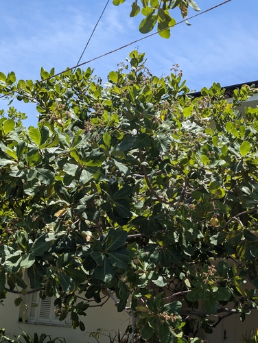 Anacardium occidentale observed 2026-10-19